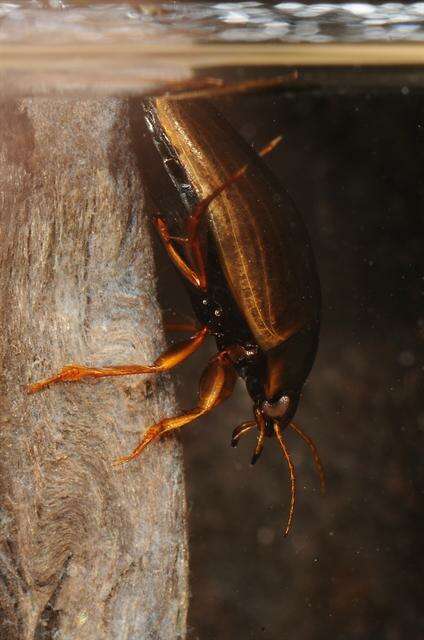 صورة Agabus (Acatodes) fuscipennis (Paykull 1798)