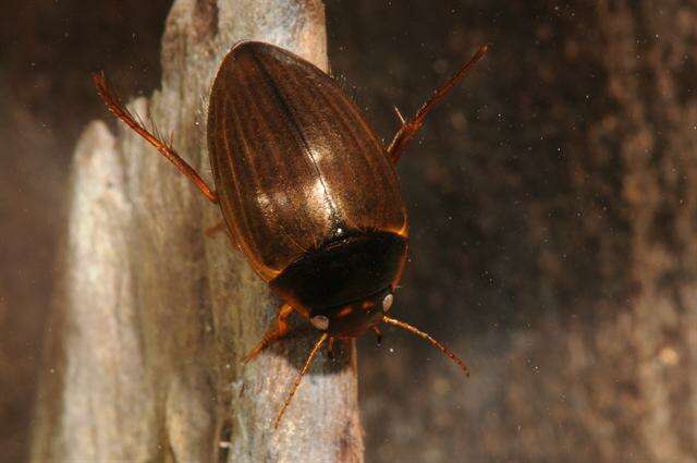 صورة Agabus (Acatodes) fuscipennis (Paykull 1798)