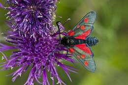 Image of burnet and forester moths