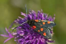 Image of burnet and forester moths