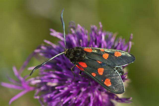 Image of burnet and forester moths