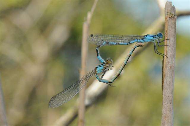 Image of bluet