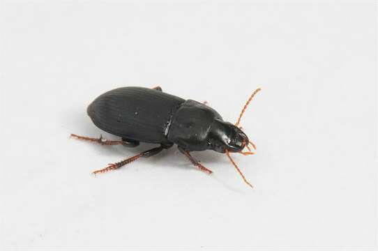 Image of Harpalus (Harpalus) tardus (Panzer 1796)