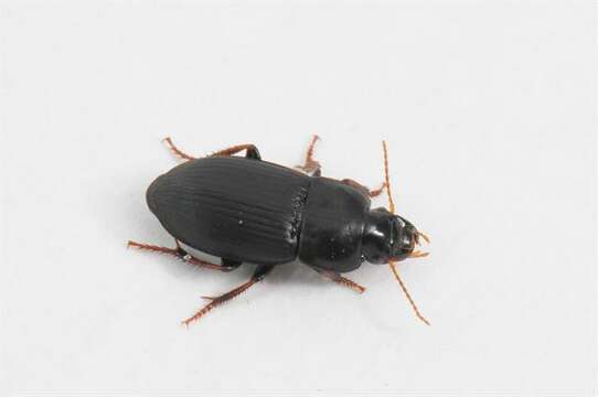 صورة Harpalus (Harpalus) tardus (Panzer 1796)