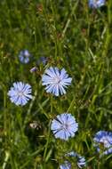 Image of chicory