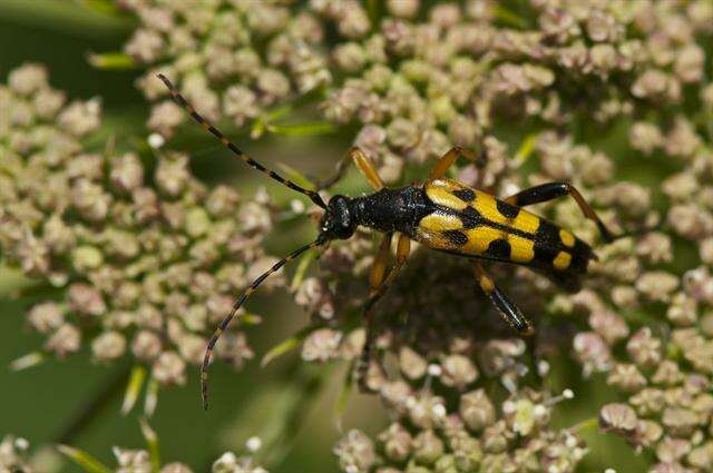 Image of <i>Leptura maculata</i>