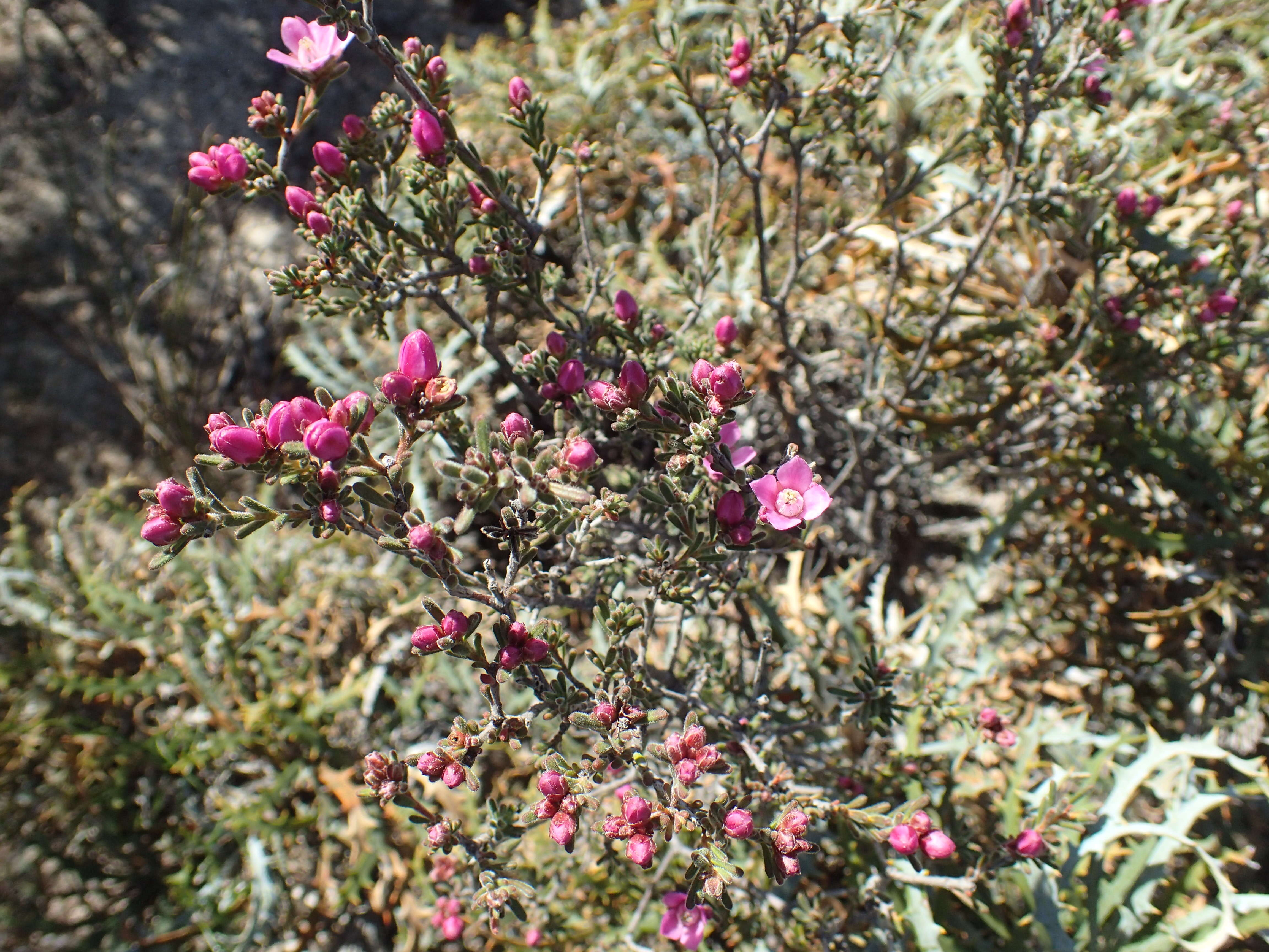 Image of Boronia capitata Benth.