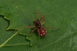 Image of Pachygnatha listeri Sundevall 1830