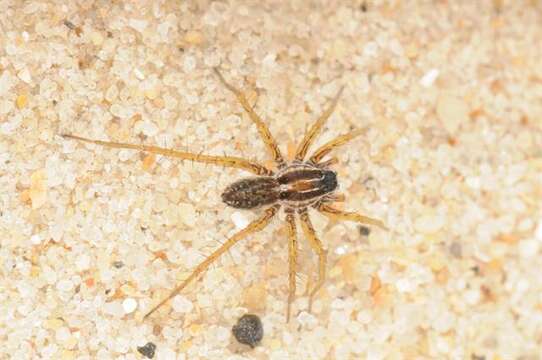 Image of Wolf spider