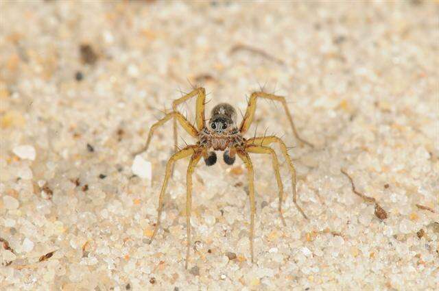 Image of Wolf spider