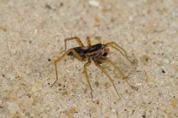 Image of Wolf spider