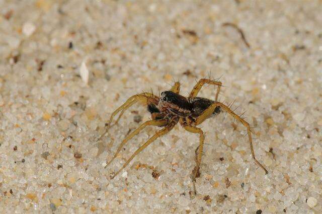 Image of Wolf spider