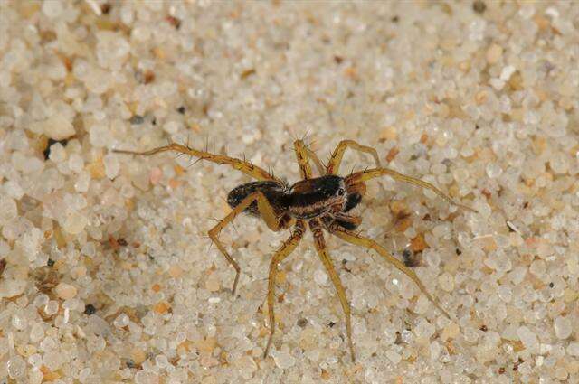 Image of Wolf spider