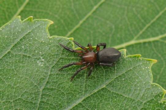 Image of Zelotes electus (C. L. Koch 1839)