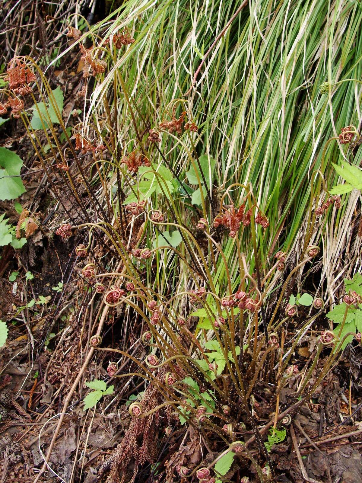 Image of Northern maidenhair fern