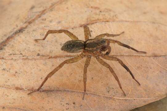 Image of wolf spiders