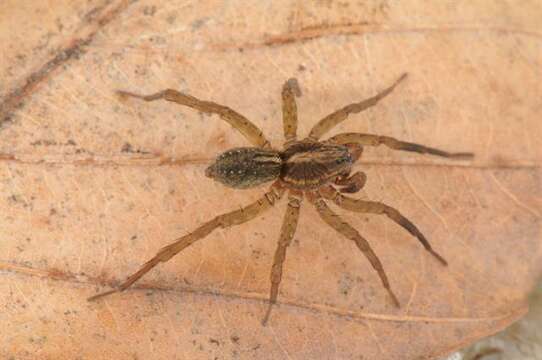 Image of wolf spiders