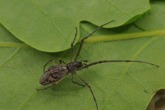 Image de Tetragnatha obtusa C. L. Koch 1837