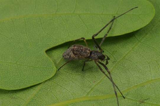 Image de Tetragnatha obtusa C. L. Koch 1837