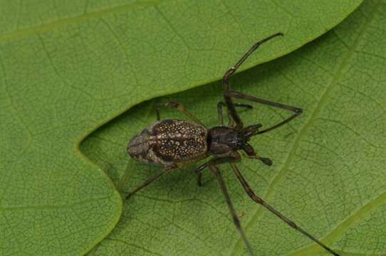 Image de Tetragnatha obtusa C. L. Koch 1837