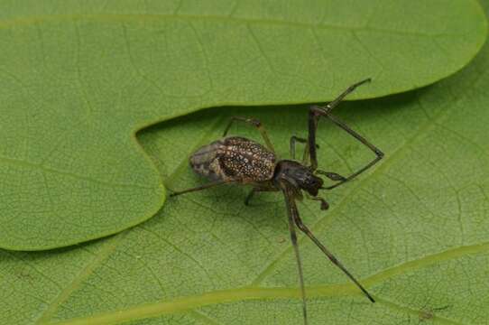 Image de Tetragnatha obtusa C. L. Koch 1837