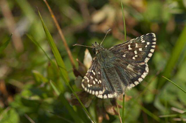 Image of Checkered-Skippers