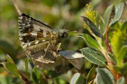 Image of Checkered-Skippers