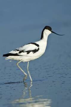 Image of Avocets