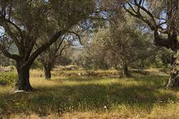 Sivun Olea europaea subsp. europaea kuva