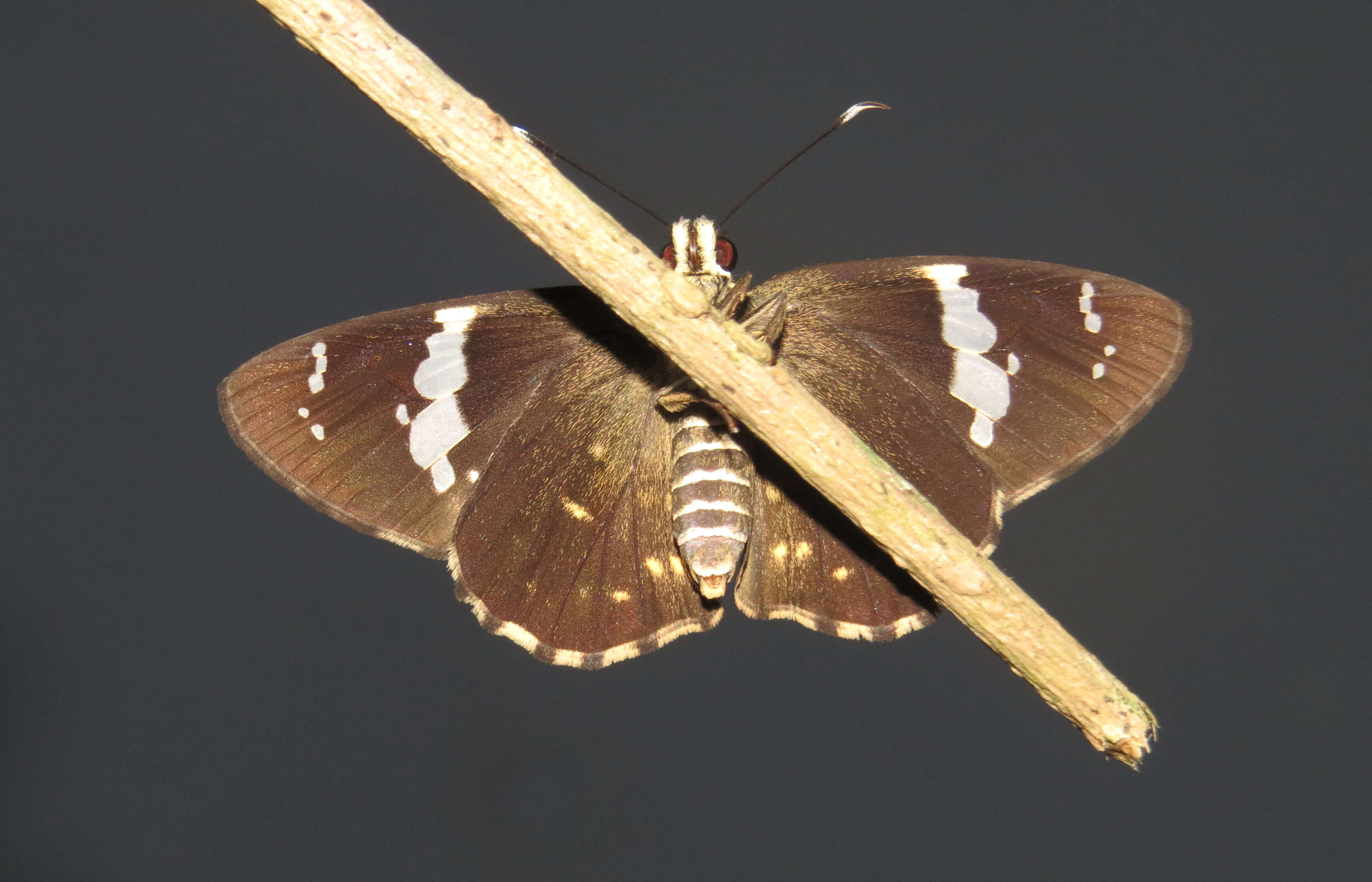 Celaenorrhinus leucocera Kollar 1848 resmi