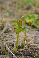 Image of grapefern