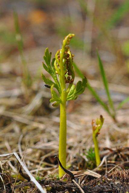 Image of grapefern