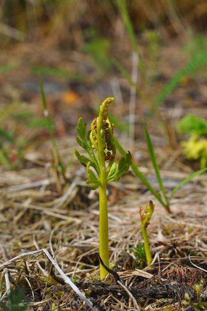 Image of grapefern