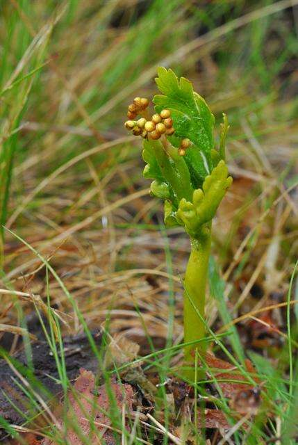 Image of grapefern