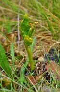 Image of grapefern