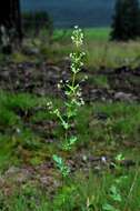 Image of Thalictrum simplex L.