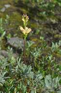 Image of moor-king lousewort