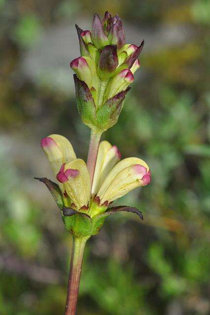 Image of moor-king lousewort