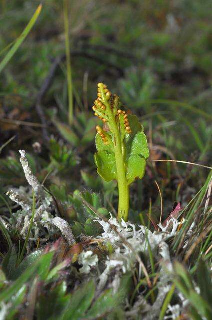 Image of grapefern