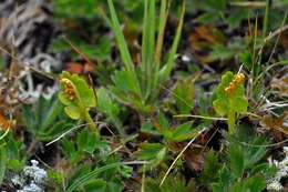 Image of grapefern