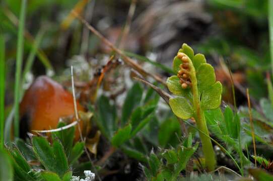 Image of grapefern