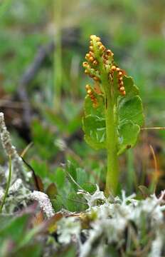 Image of grapefern