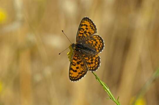 Plancia ëd Melitaea trivia Denis & Schiffermüller 1775