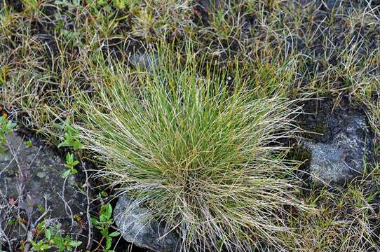 Image of Trichophorum cespitosum subsp. cespitosum