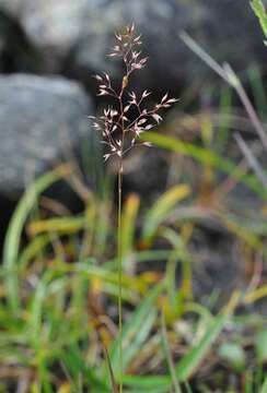 Image of bentgrass