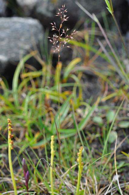 Image of bentgrass