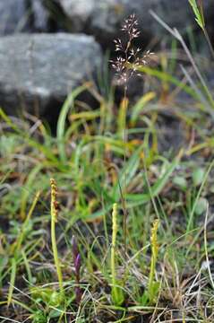 Image of bentgrass