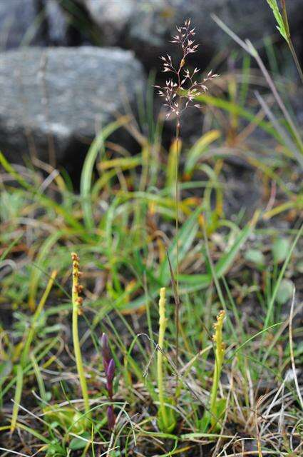 Imagem de Agrostis