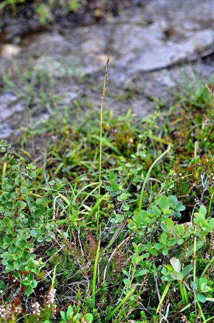 Image of Sheathed sedge