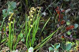 Image of Chamorchis